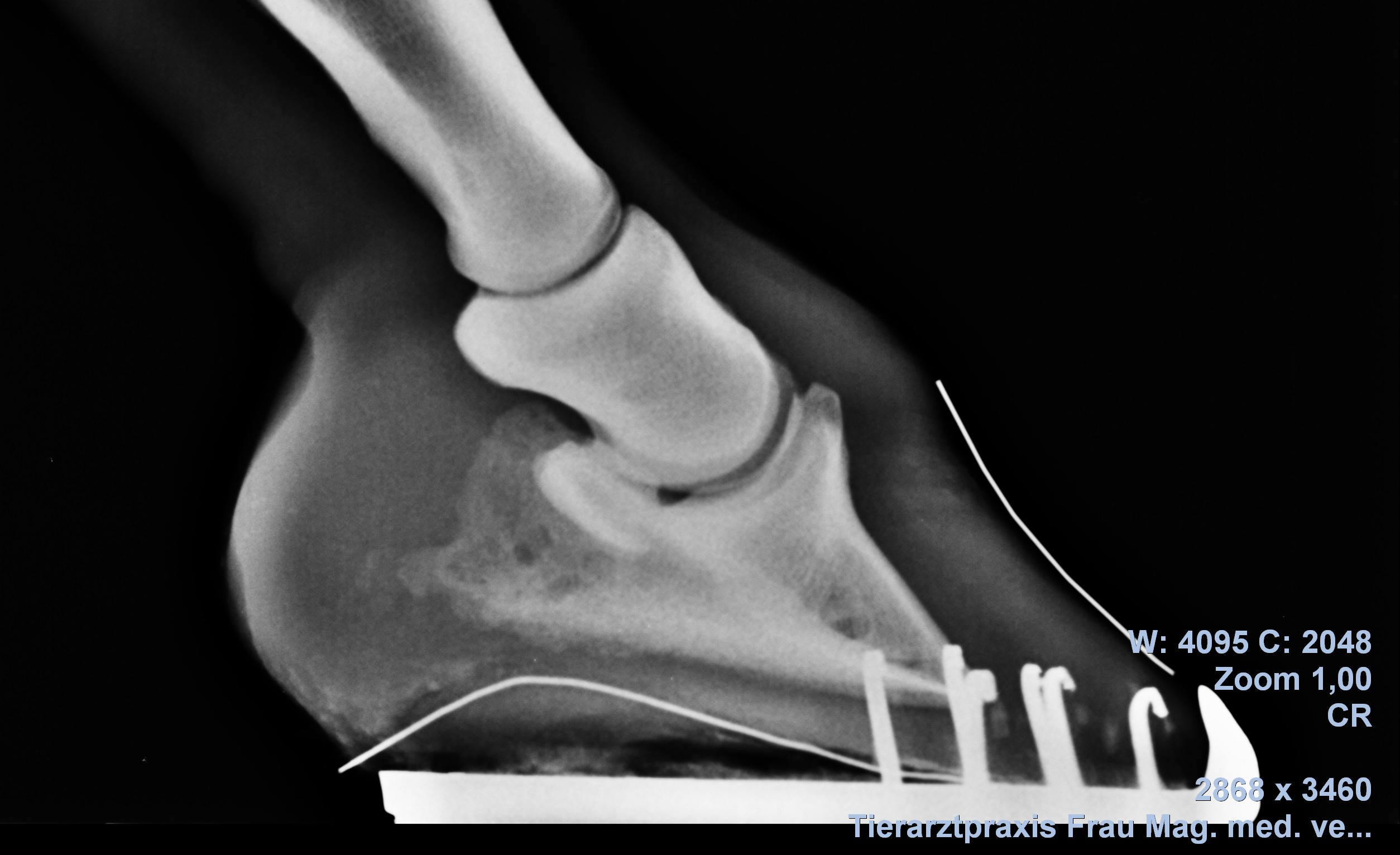 Röntgenbild Huf, Hufbeinrotation, Hufknorpelverknöcherung